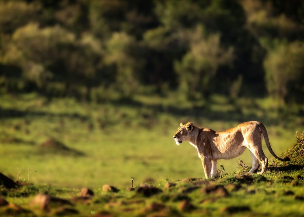 A Lone Lioness in the Wilderness of Africa