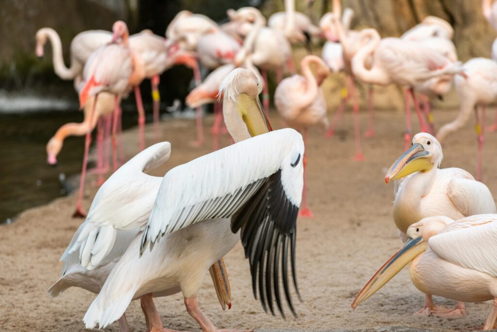 Group of common pelicans, Pelecanus onocrotalus, arguing among themselves with flamingos