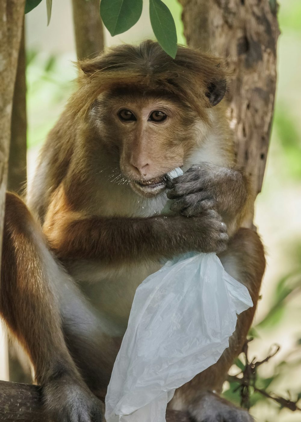 Plastic pollution in the jungle environmental problem. Monkey eating plastic bags, mistaking them